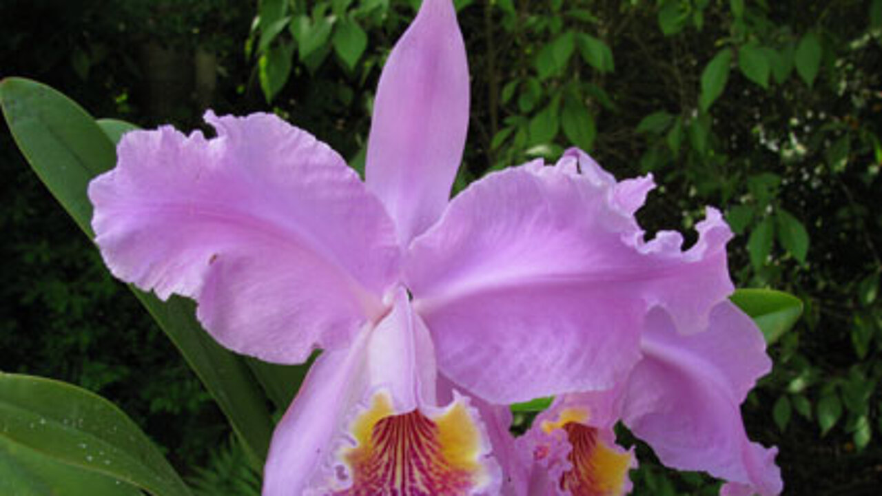 Orchideen-Messe