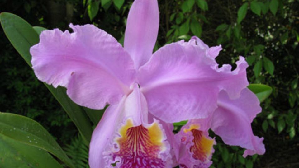 Orchideen-Messe