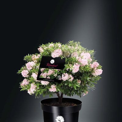 INKARHO Bloombux