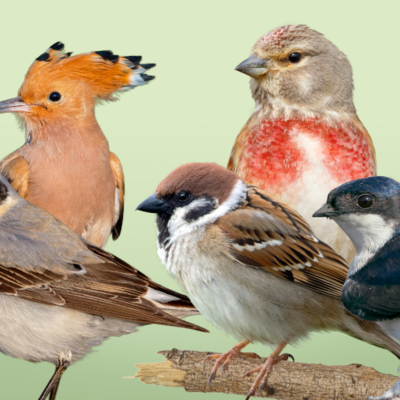 Bird-O-Mat
