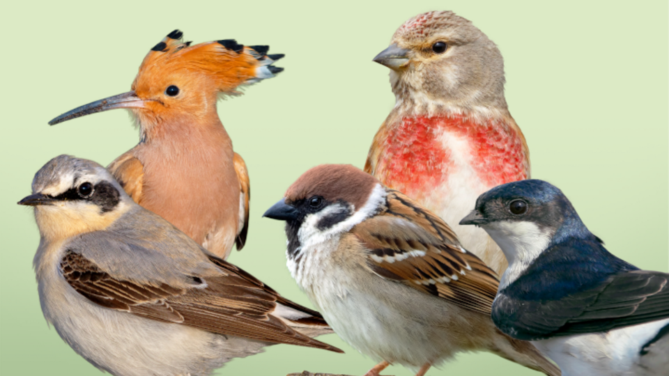 Bird-O-Mat