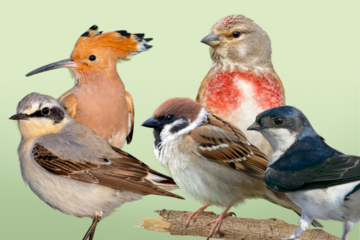 Bird-O-Mat