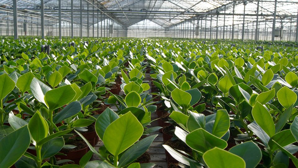 Gewächshäuser von VDE plant