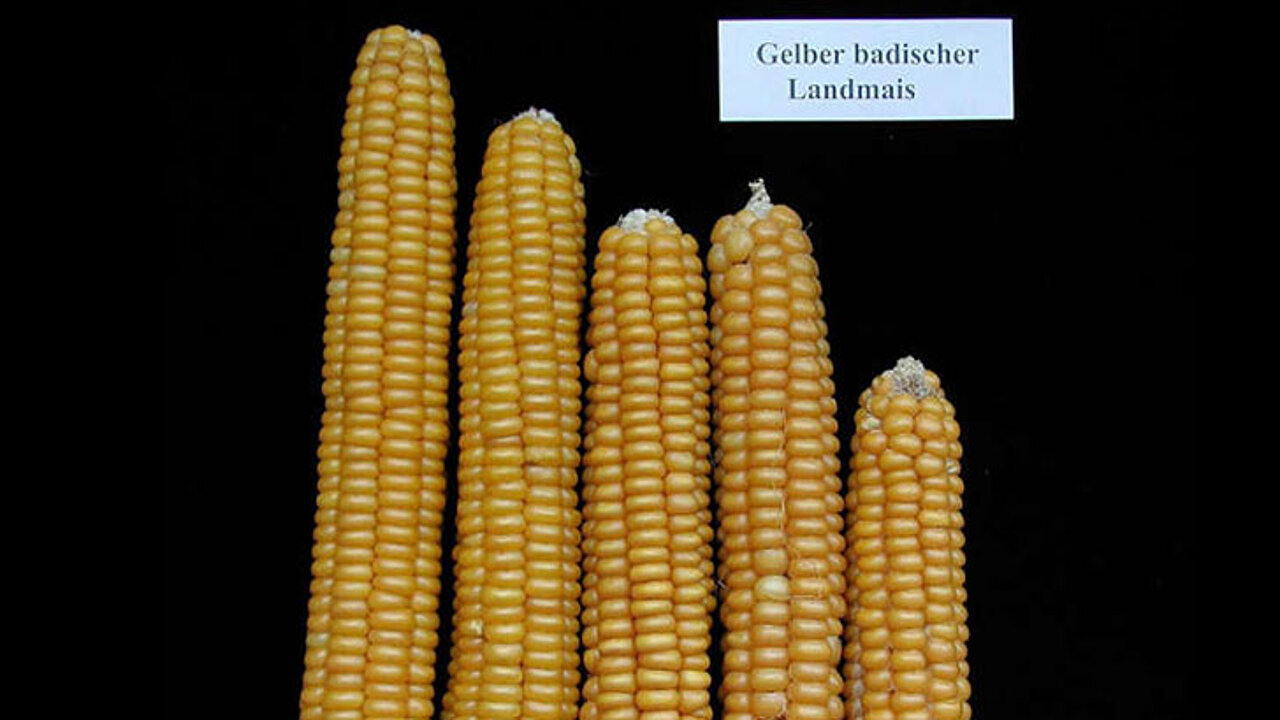Maissorten