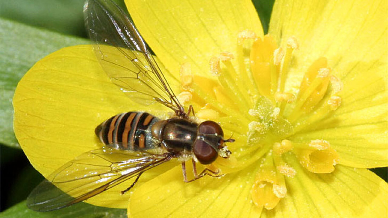 Hainschwebfliege