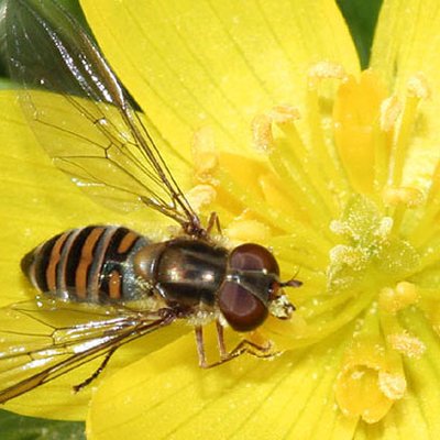 Hainschwebfliege