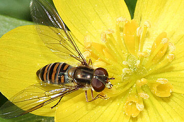 Hainschwebfliege
