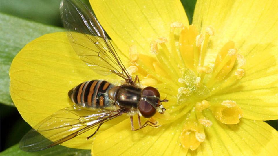 Hainschwebfliege