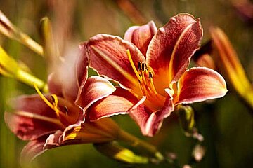 Hemerocallis
