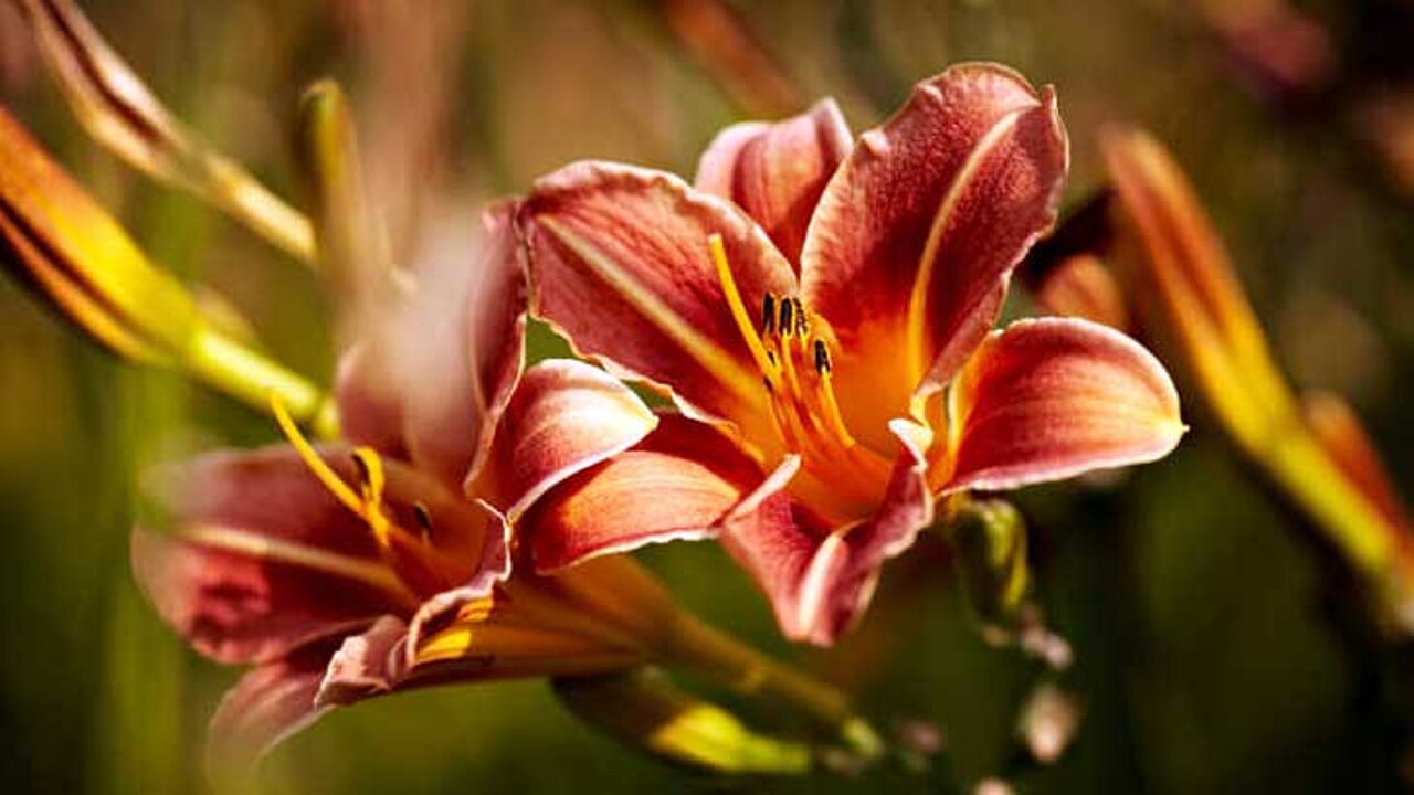 Hemerocallis