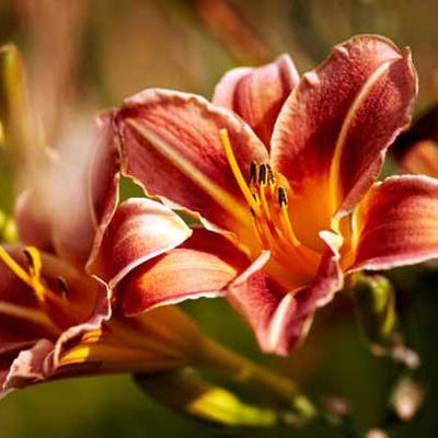 Hemerocallis