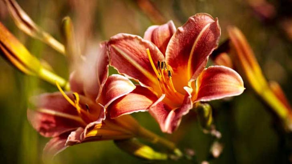 Hemerocallis