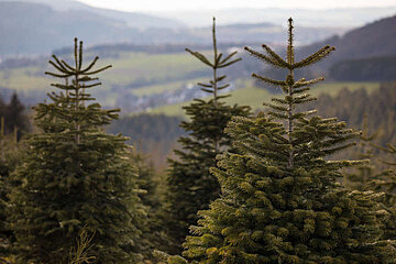 Weihnachtsbaum