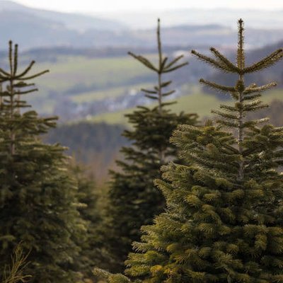 Weihnachtsbaum