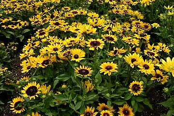 Denver Daisy