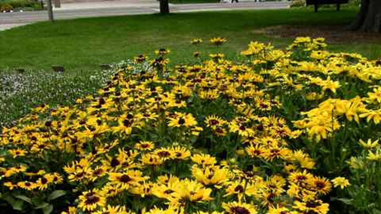Denver Daisy