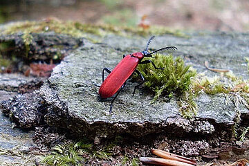 Scharlachrote Feuerkäfer