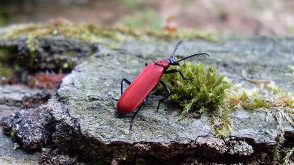 Scharlachrote Feuerkäfer