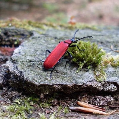 Scharlachrote Feuerkäfer