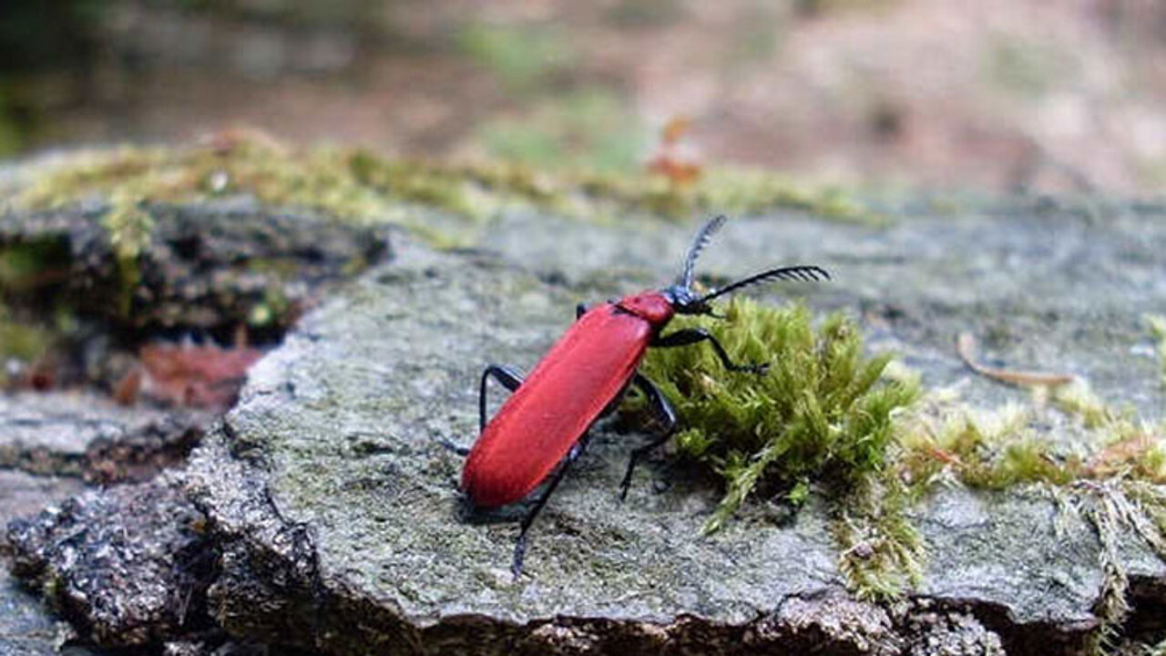 Scharlachrote Feuerkäfer
