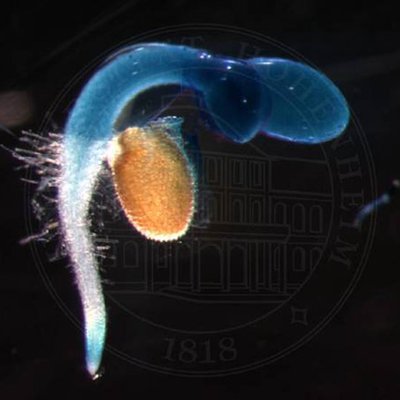 Arabidopsis-Keimling