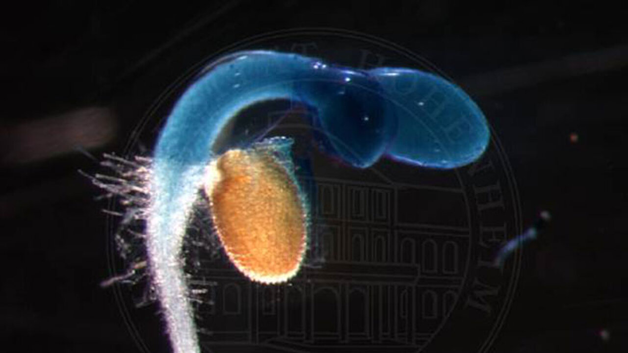 Arabidopsis-Keimling