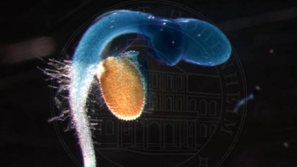 Arabidopsis-Keimling