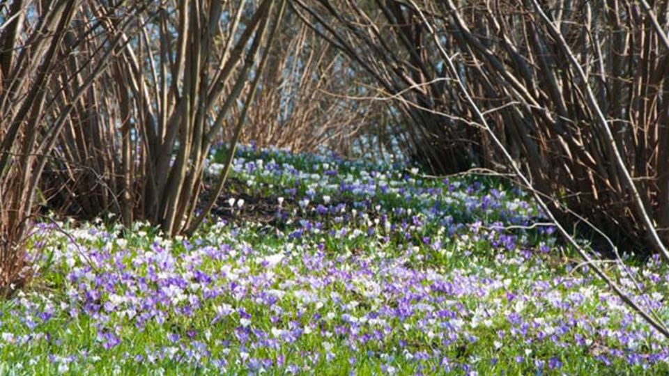 Crocus-Galanthus