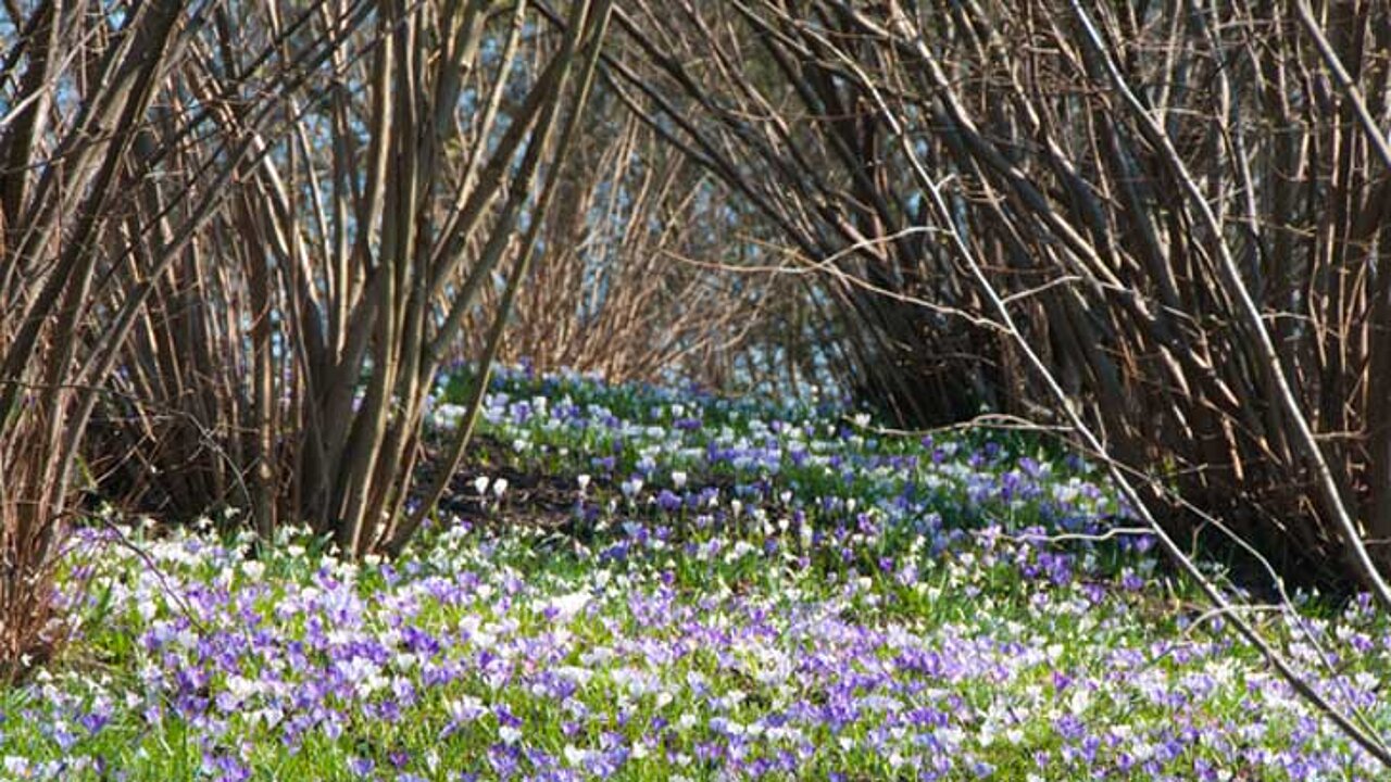 Crocus-Galanthus
