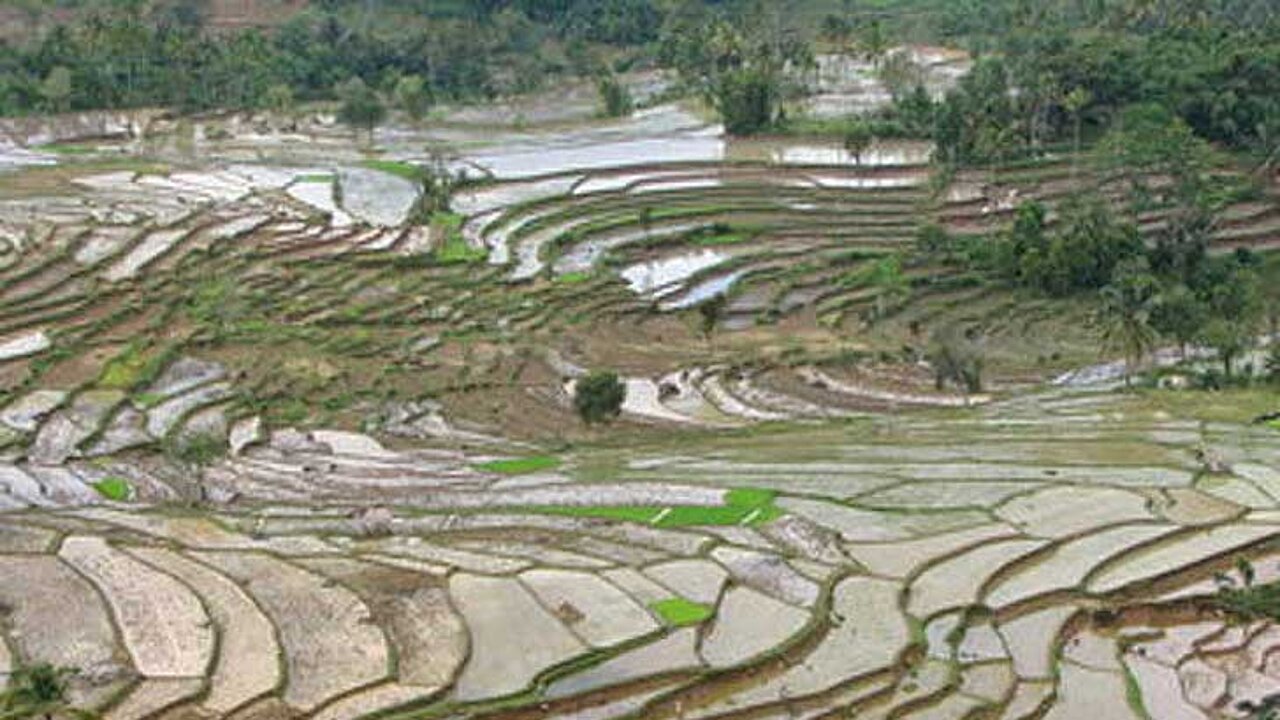 Reisanbau in Indonesien