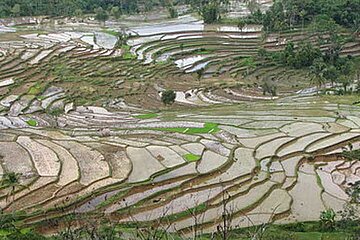 Reisanbau in Indonesien