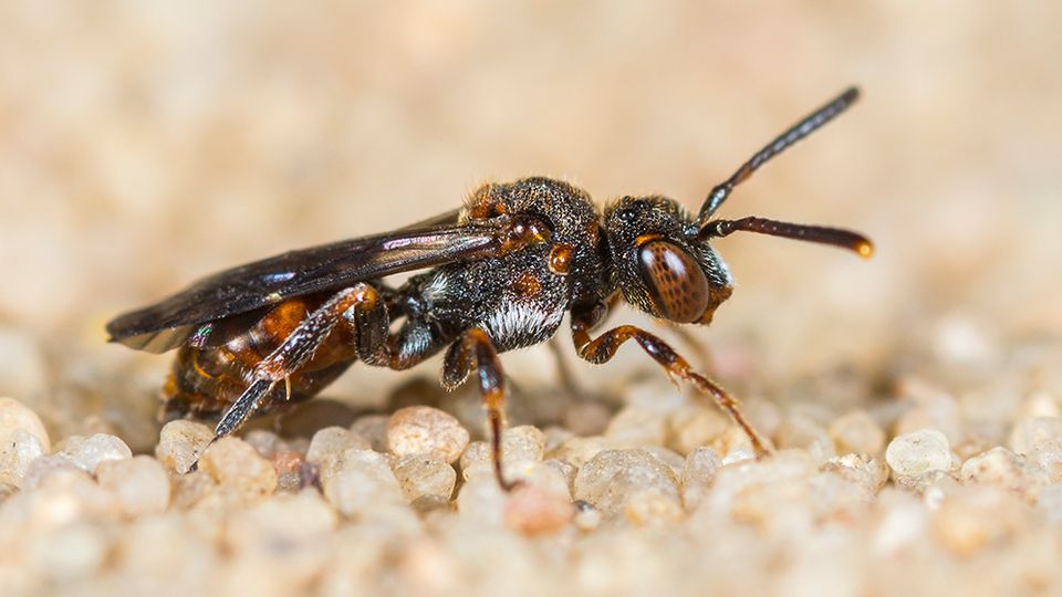 Getrennte Wespenbiene