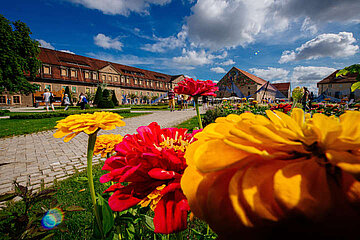 Image-13286