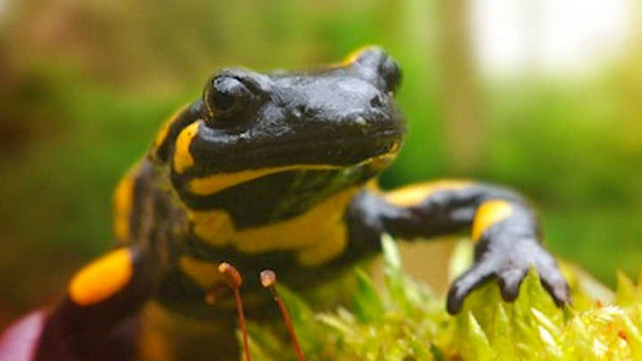 Feuersalamander