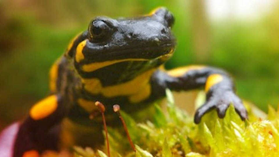 Feuersalamander
