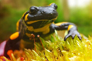 Feuersalamander