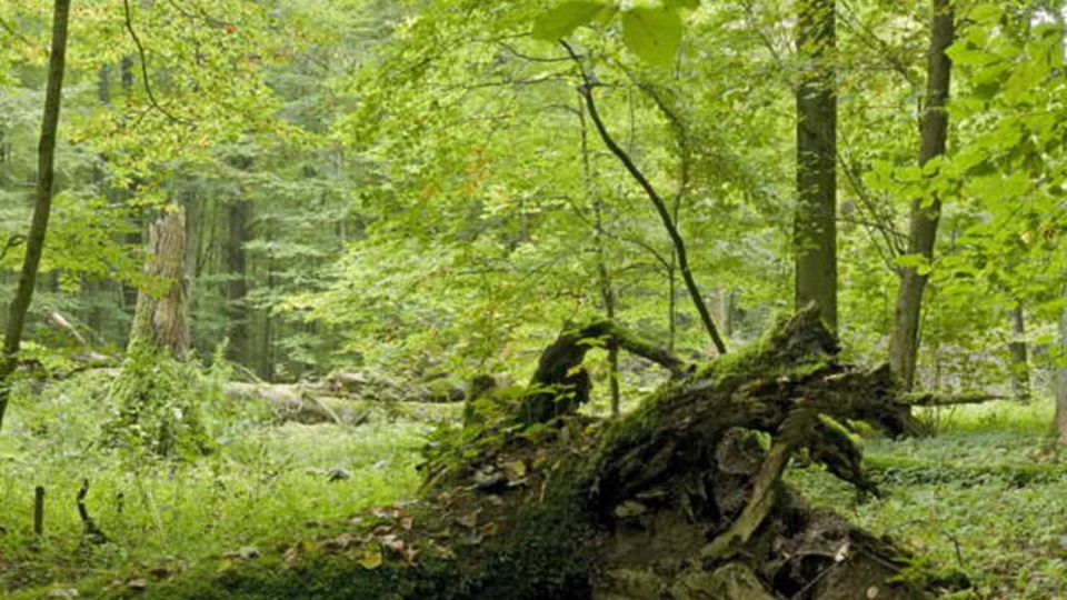 Nationalpark Hainich