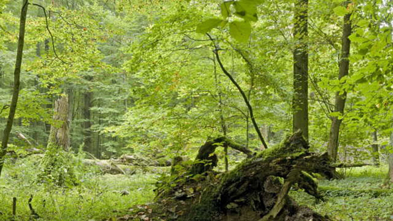 Nationalpark Hainich