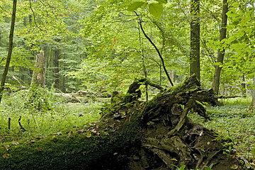 Nationalpark Hainich