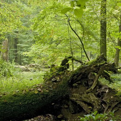 Nationalpark Hainich