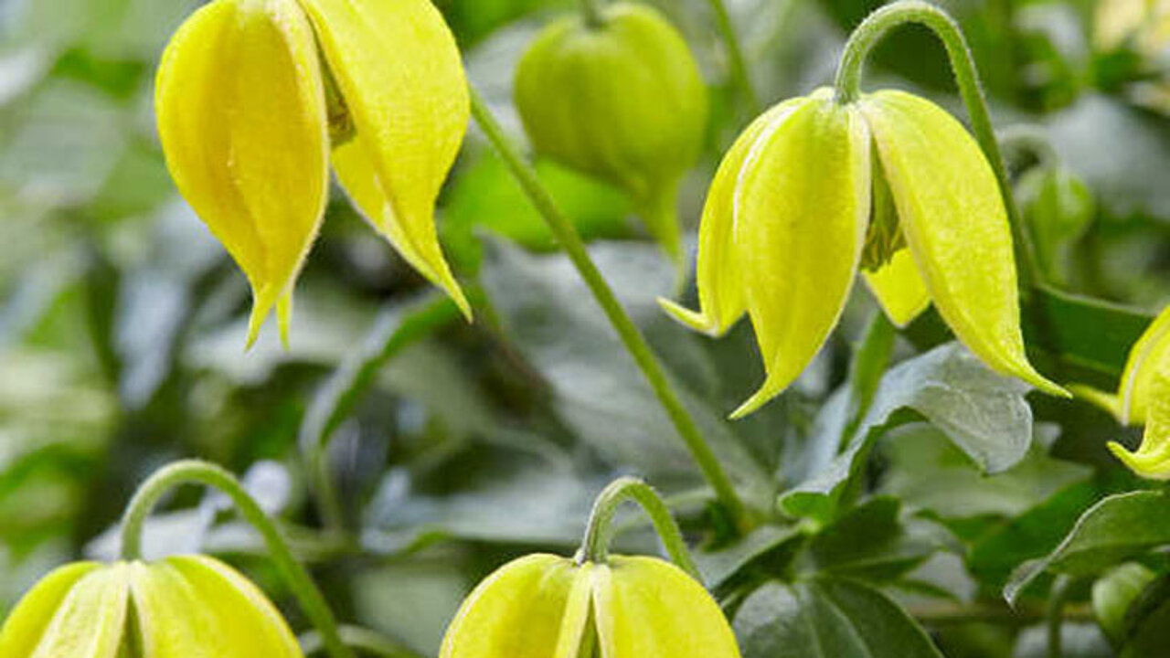 Clematis