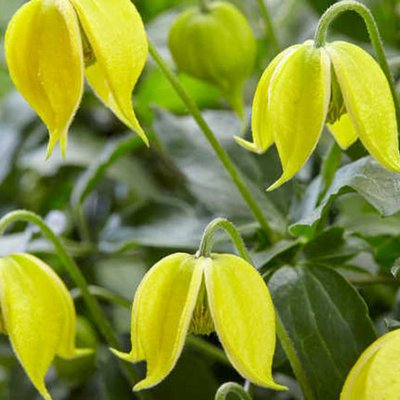 Clematis
