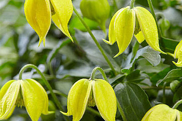Clematis