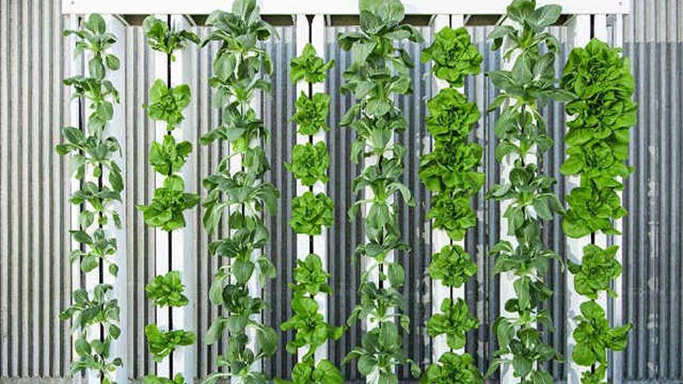 Zip Grow