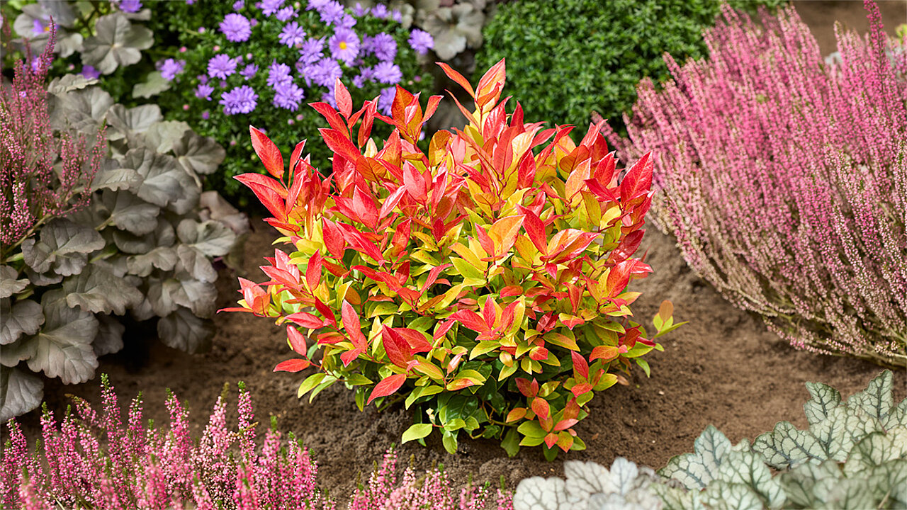 Leucothoe Sparkling Gold