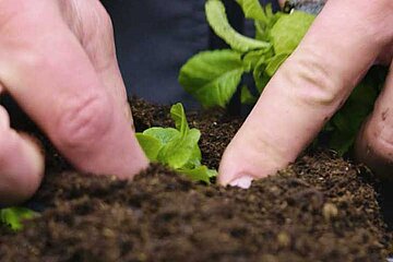 Blumenerden und Kultursubstraten