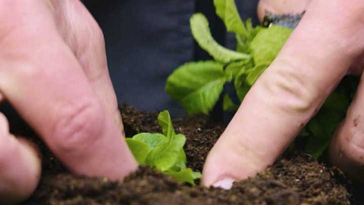 Blumenerden und Kultursubstraten