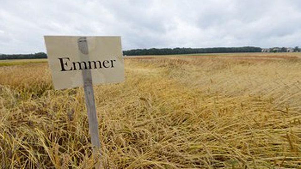 Emmer