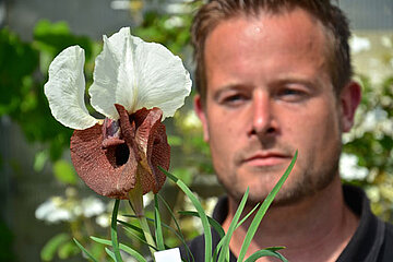 Iris-haertl