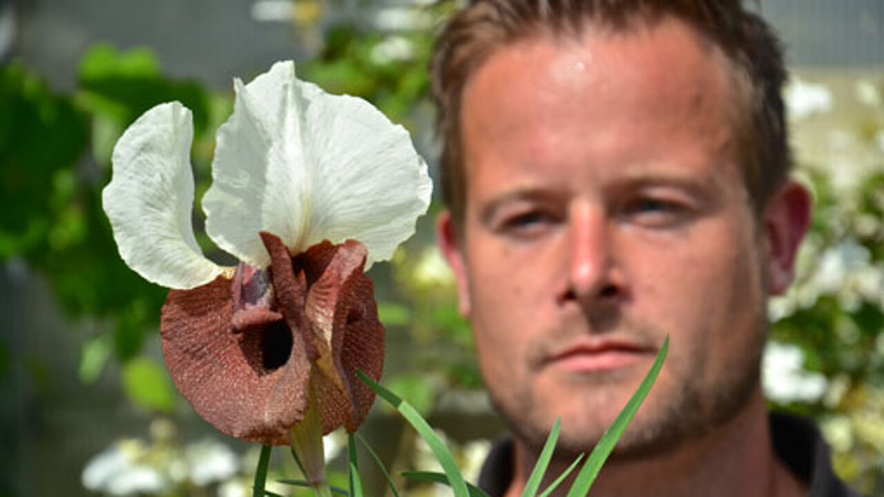 Iris-haertl